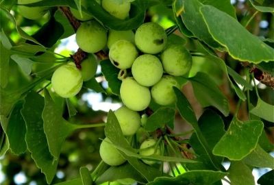9 tác dụng đáng quý của cây Bạch quả (Ginkgo Biloba) mà không phải ai cũng biết